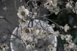 Japan, blossom